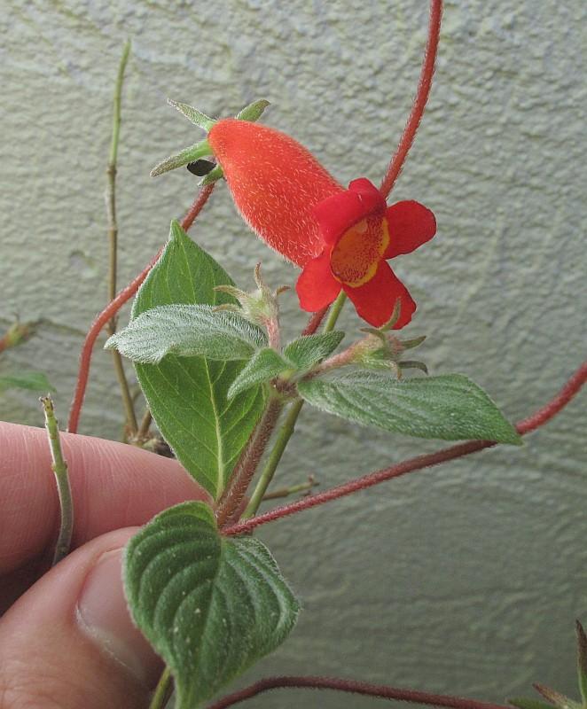 Gloxinia nematanthoides Evita