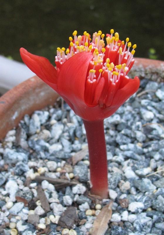 Haemanthus unifoliatus