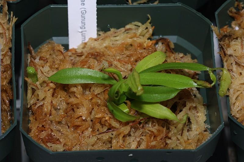 Nepenthes eymae