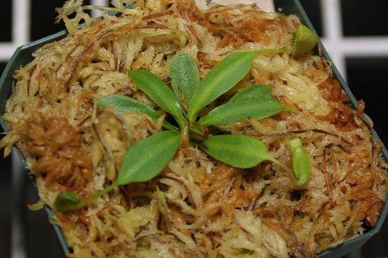 Nepenthes tentaculata