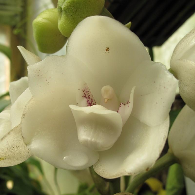 Peristeria elata