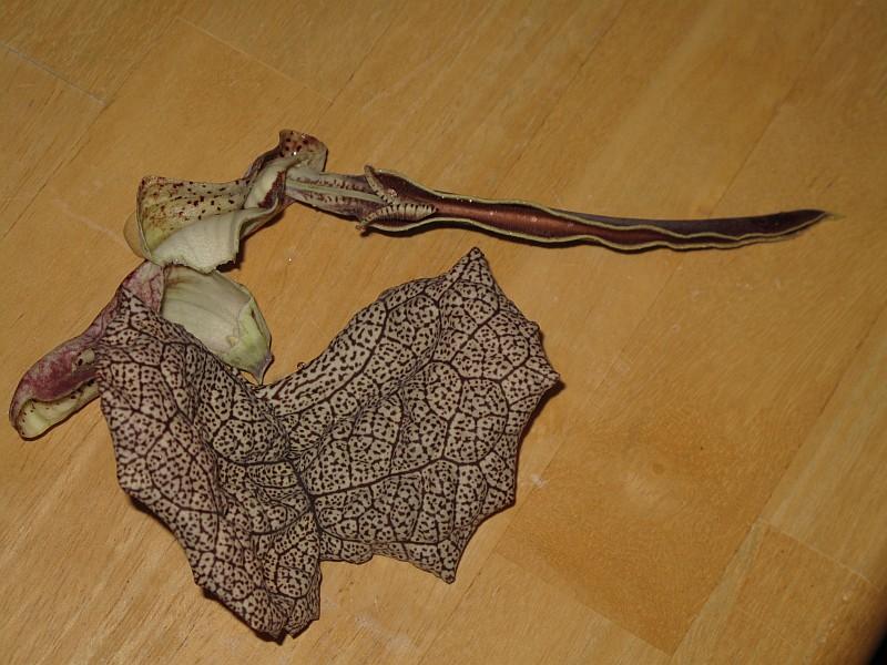 Aristolochia labiata