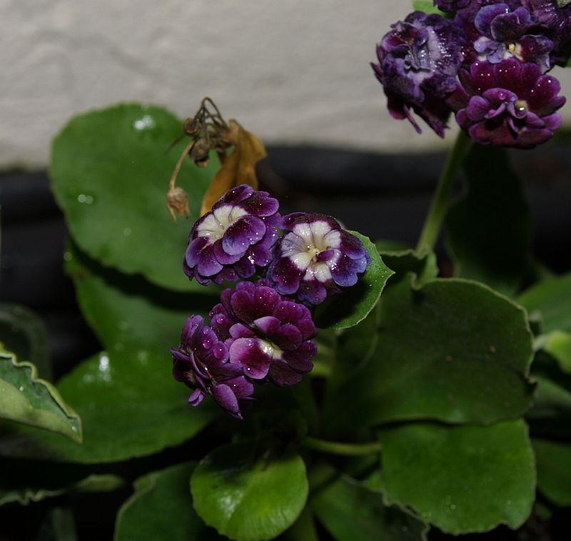 Primula auricula Pinwheel