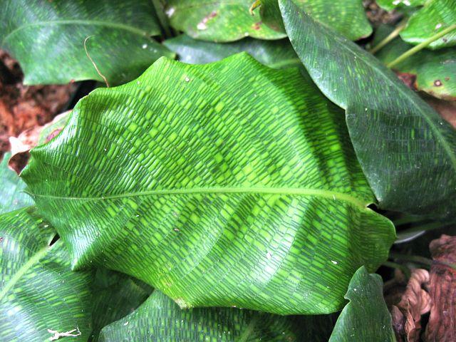 Calathea musaica