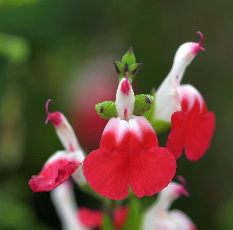 Salvia microphylla Hot Lips