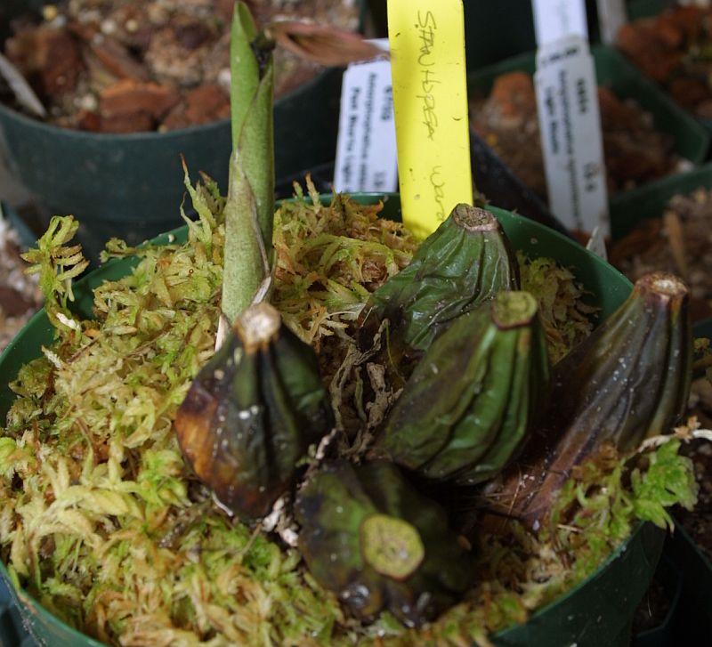 Stanhopea wardii