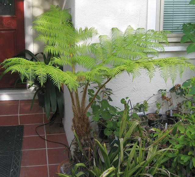 Dicksonia antarctica