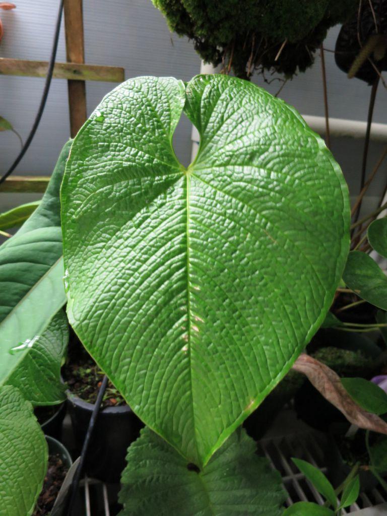 Anthurium corrugatum