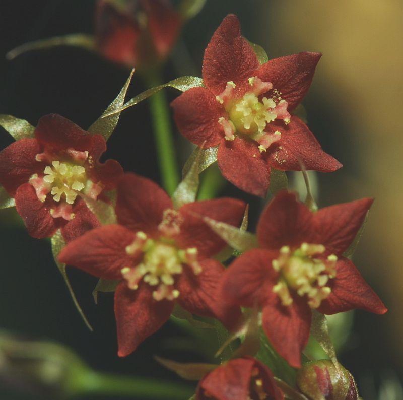 Drosera adalae