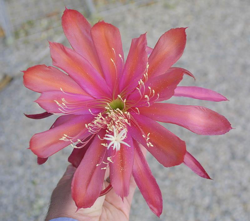 Epiphyllum sp. 15