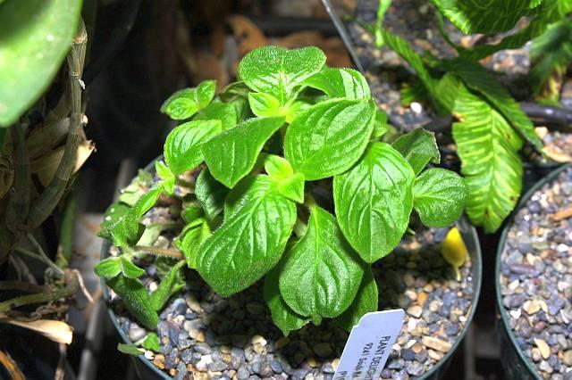 Gloxinia nematanthoides Evita