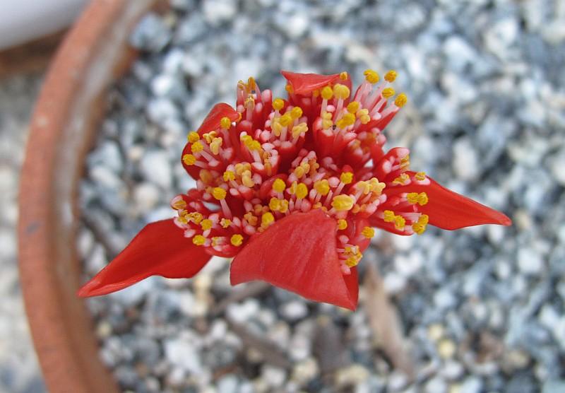 Haemanthus unifoliatus