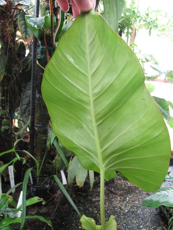 Homalomena wendlandii