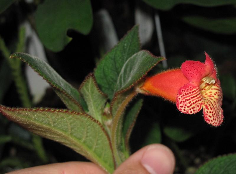 Kohleria eriantha