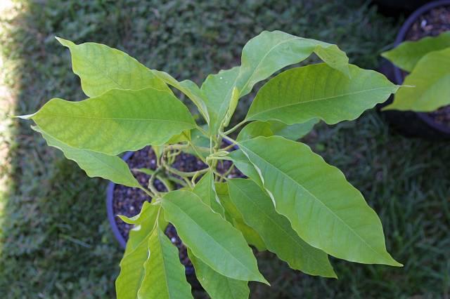 Michelia alba