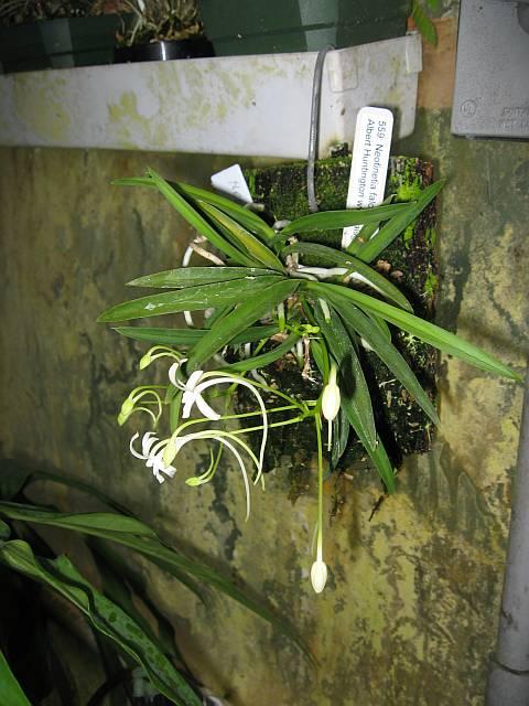 Neofinetia falcata