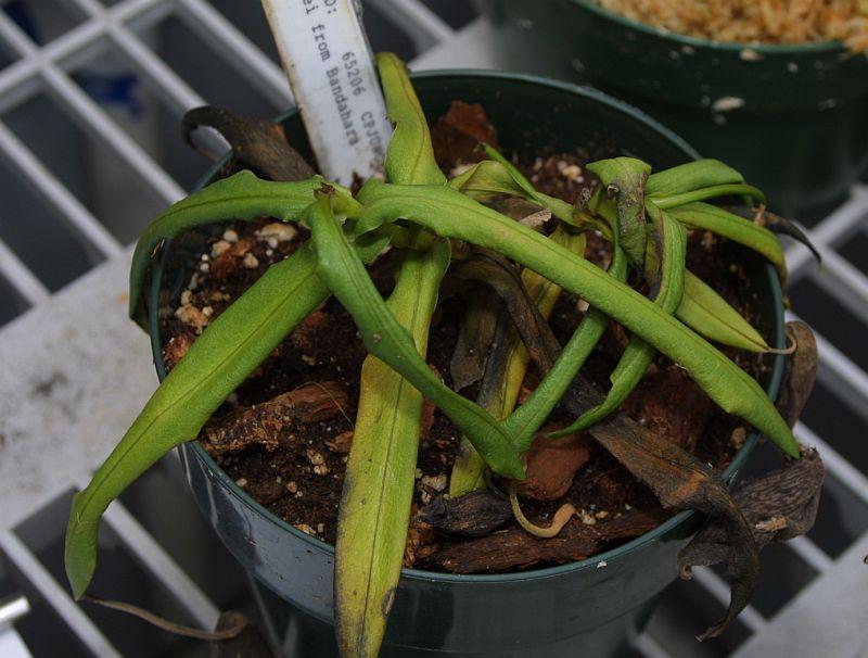 Nepenthes mikei