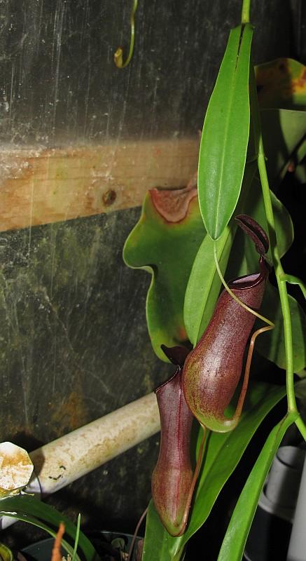 Nepenthes tobaica