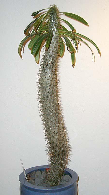 Pachypodium lamerei