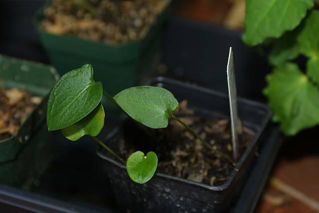 Arisarum vulgare