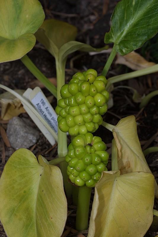 Arum pictum