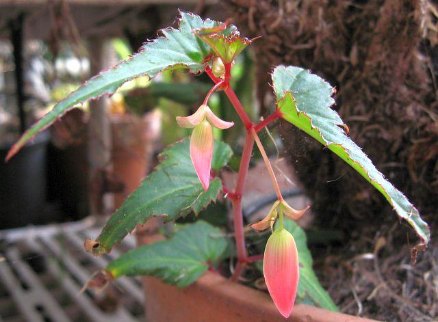 Begonia boliviensis