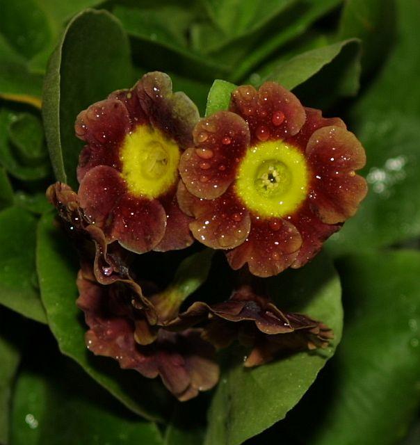 Primula auricula Athena