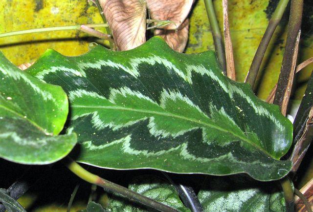 Calathea plowmanii