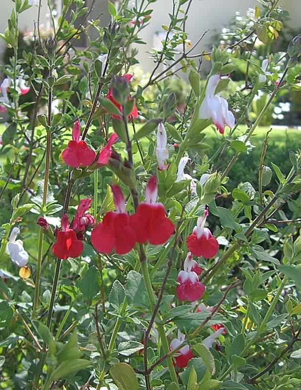 Salvia microphylla Hot Lips