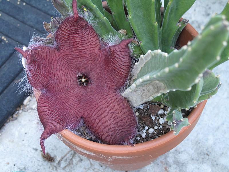 Stapelia gigantea