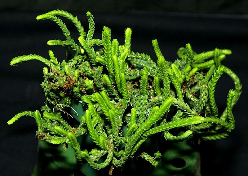 Crassula lycopodioides