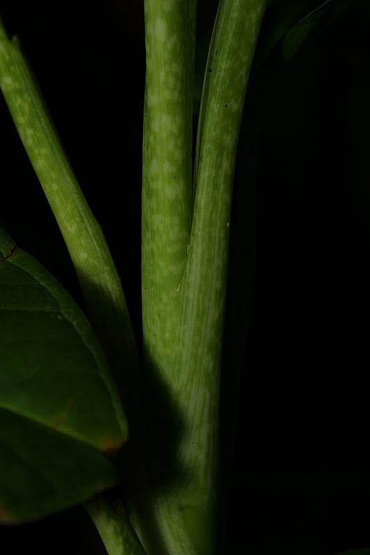 Dieffenbachia callejasii