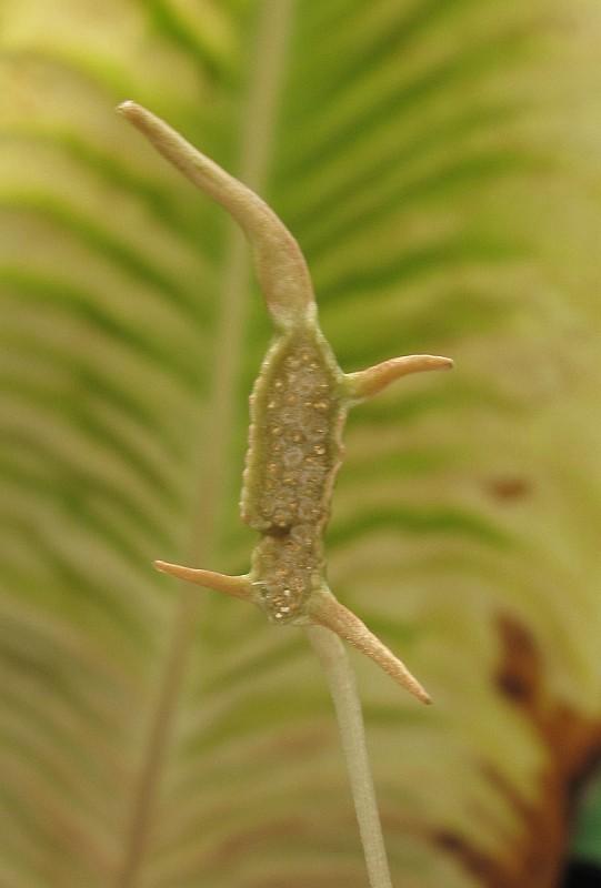 Dorstenia barnimiana