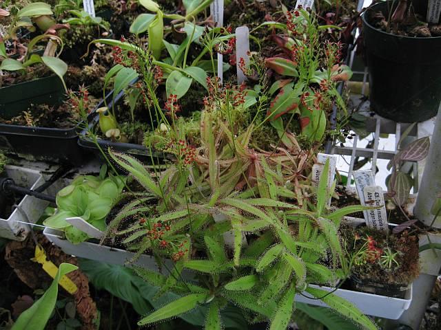 Drosera adalae