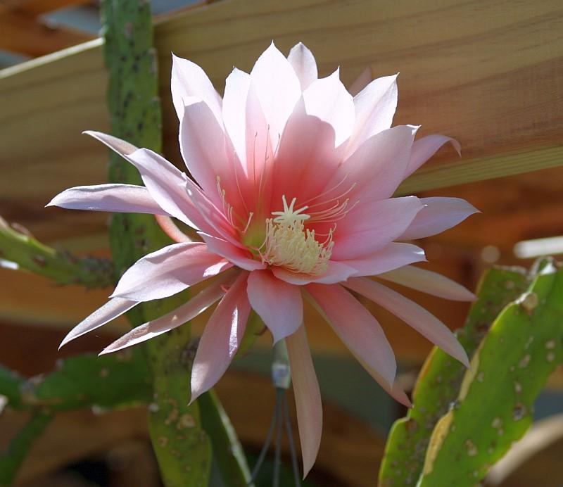 Epiphyllum sp. Red or Pink