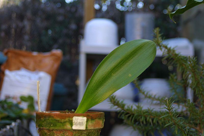 Haemanthus unifoliatus