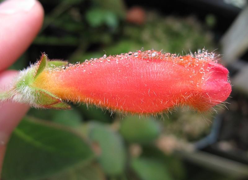 Kohleria eriantha