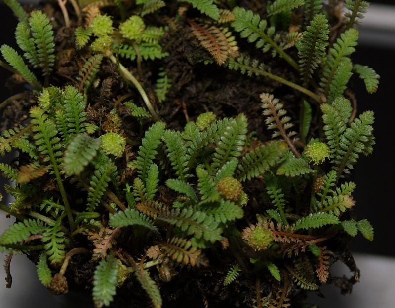 Leptinella perpusilla