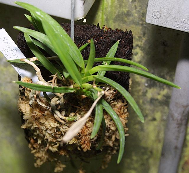 Neofinetia falcata