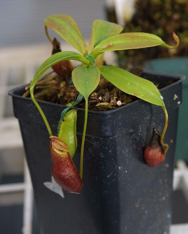 Nepenthes mira