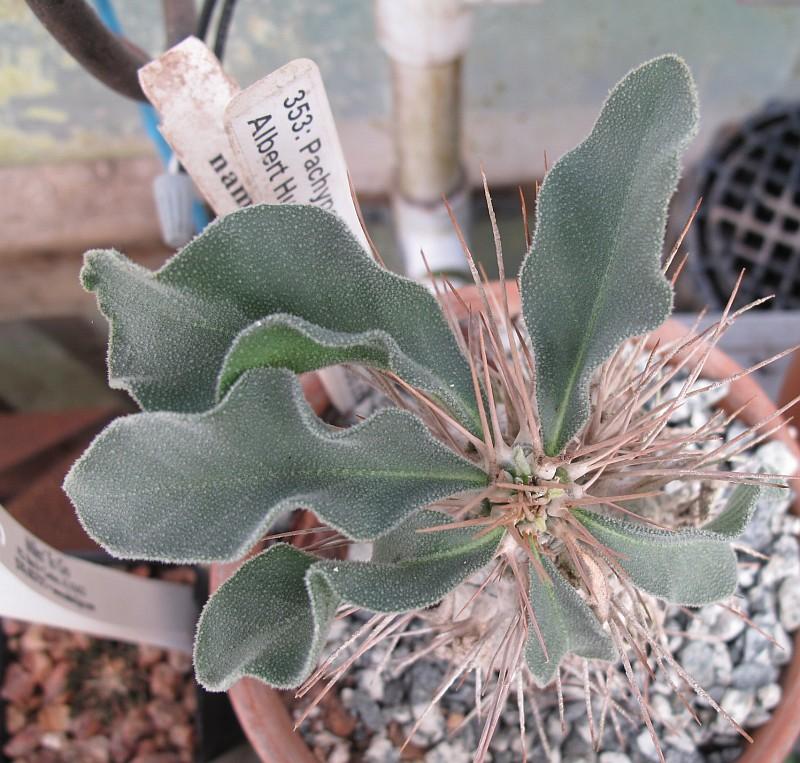 Pachypodium namaquanum