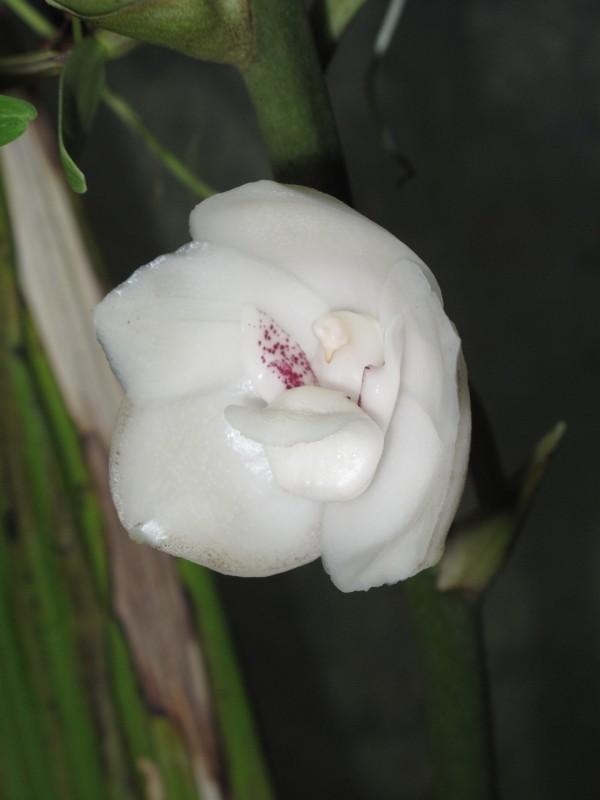 Peristeria elata