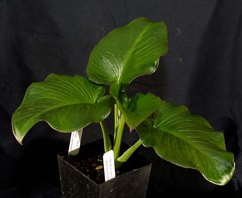 Arum pictum