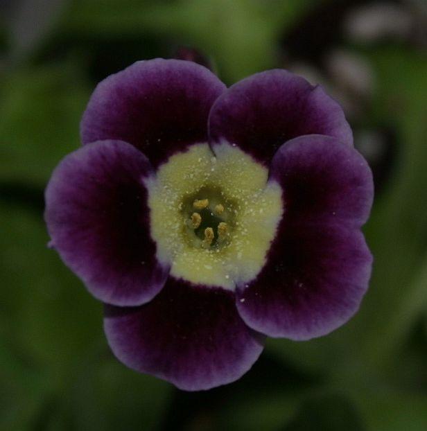 Primula auricula Gordon Douglas