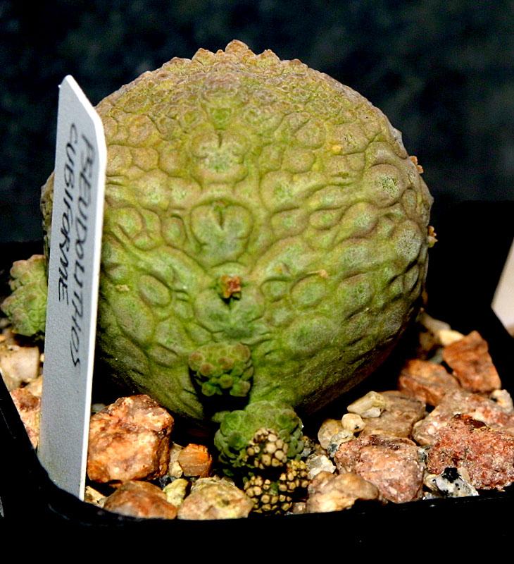 Pseudolithos cubiformis