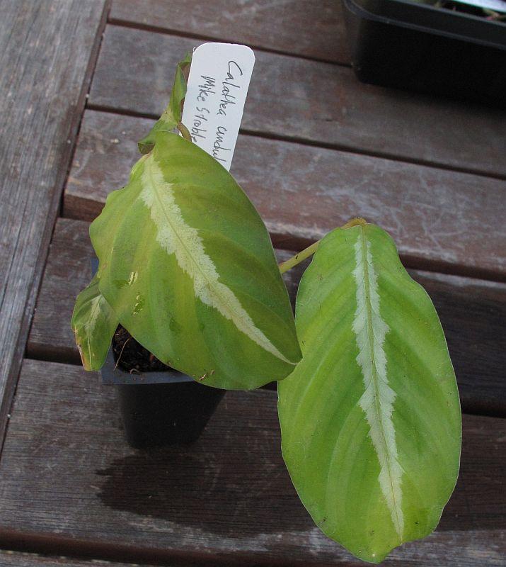 Calathea undulata