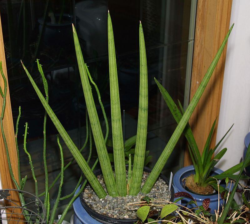 Sansevieria cylindrica