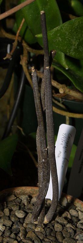 Ceropegia fusca