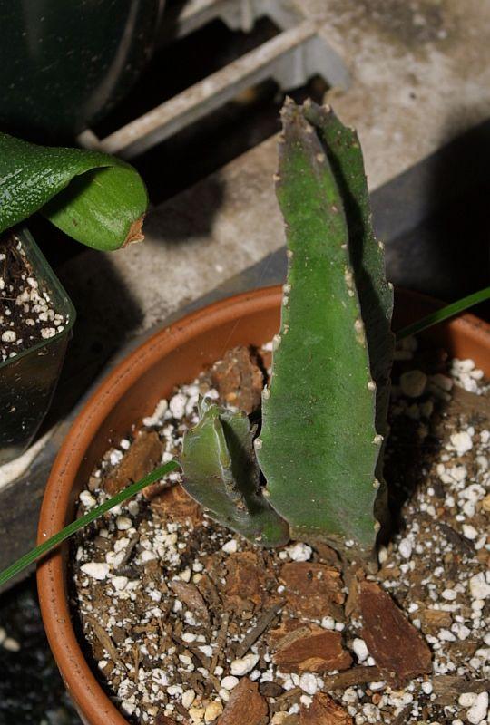 Stapelia gigantea