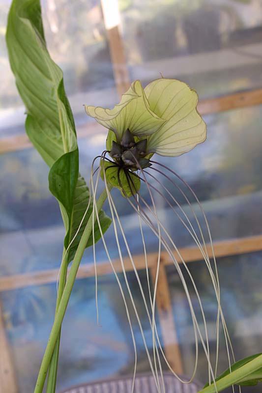 Tacca integrifolia